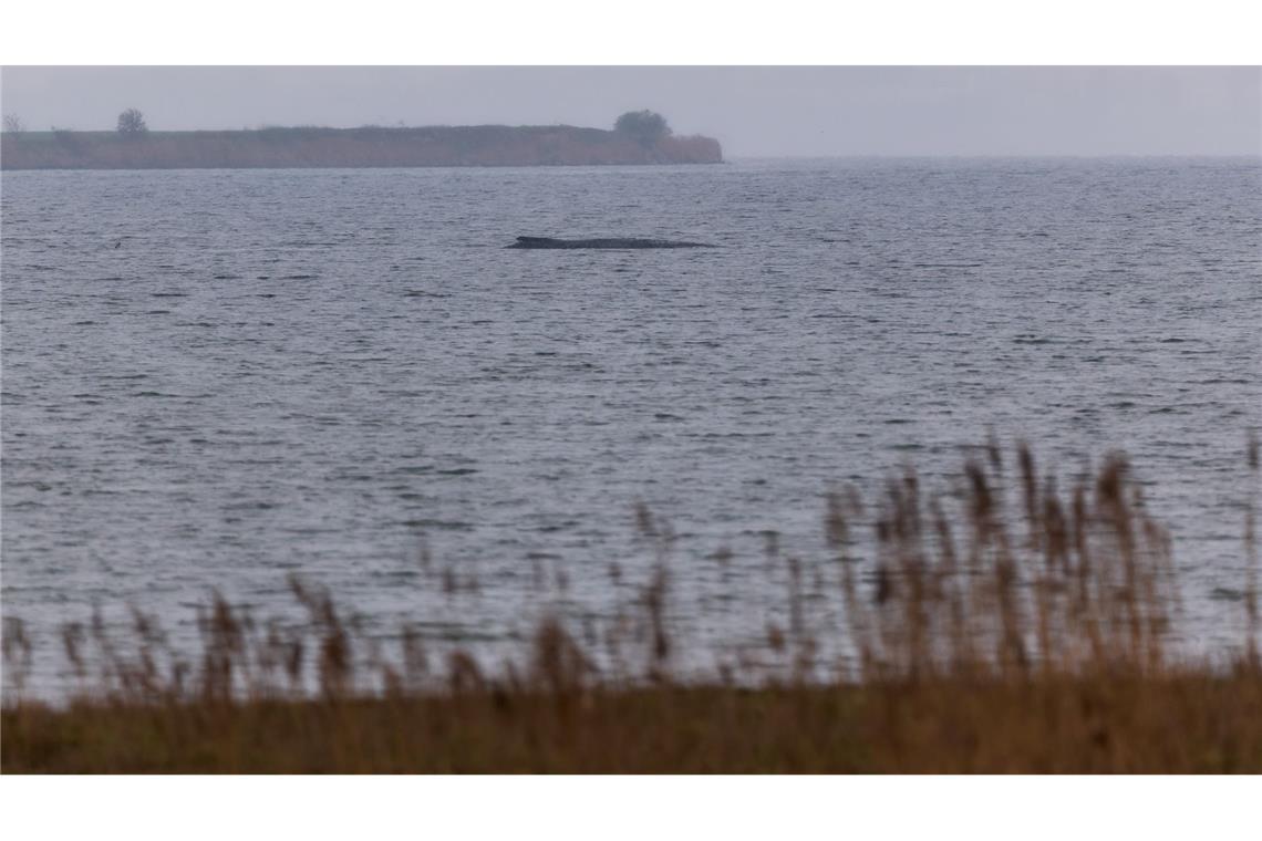Der Buckelwal atmet inzwischen schwächer.