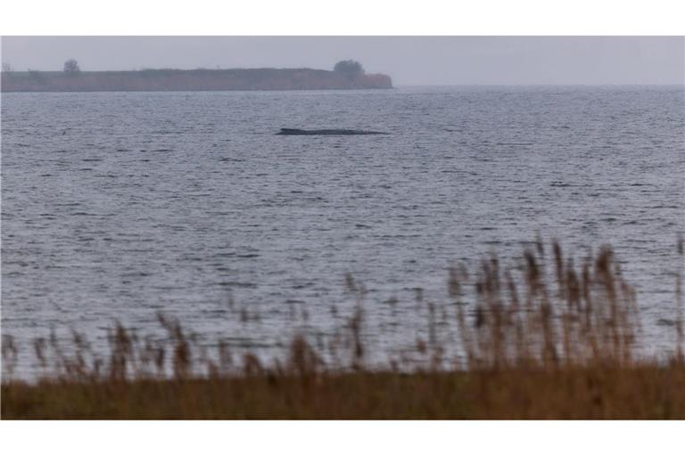 Der Buckelwal atmet inzwischen schwächer.