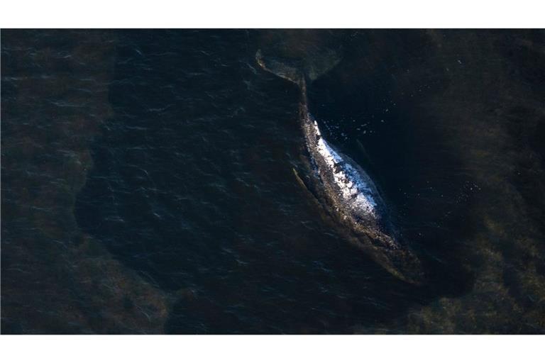Der Buckelwal hängt weiter fest.