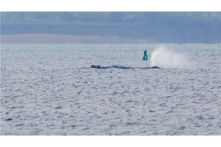 Der Buckelwal ist am frühen Montagmorgen bei steigendem Wasserstand plötzlich von selbst losgeschwommen. Nach rund zwei Stunden stoppte er aber wieder.