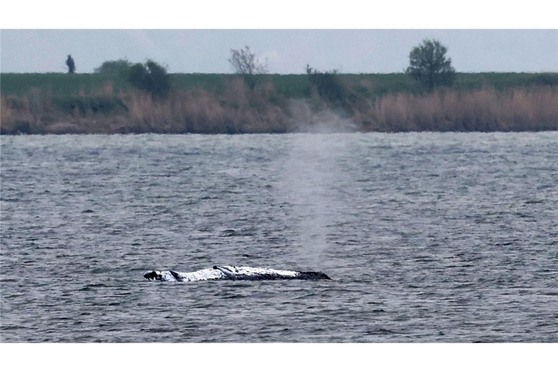 Der Buckelwal ist offenbar weggeschwommen. (Archivbild)
