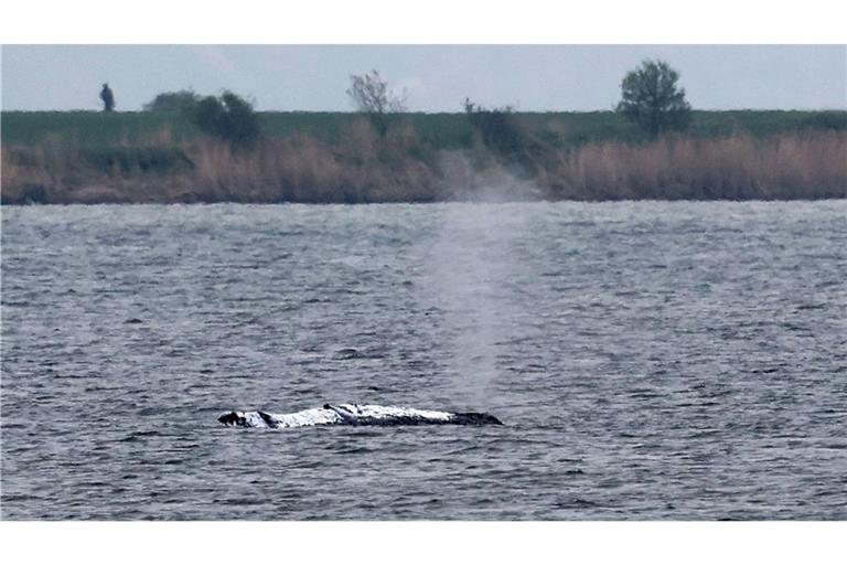 Der Buckelwal ist offenbar weggeschwommen. (Archivbild)