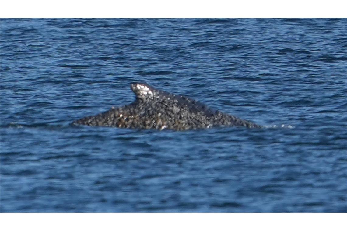 Der Buckelwal konnte sich befreien und schwimmt nun in der Lübecker Bucht.