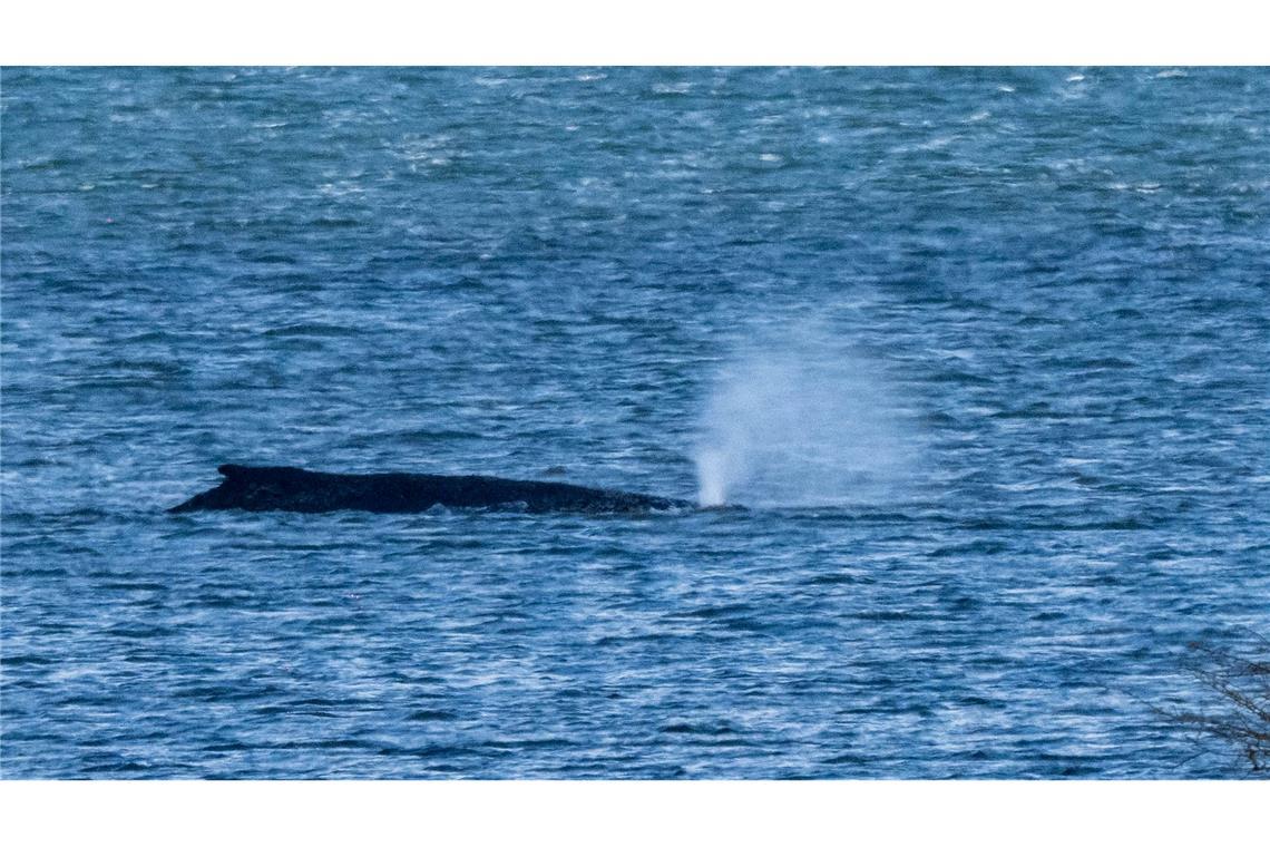 Buckelwal liegt weiter vor der Ostseeküste