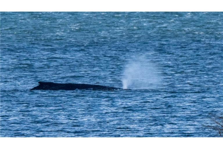 Der Buckelwal lag zuletzt vor der Insel Poel. (Archivbild)