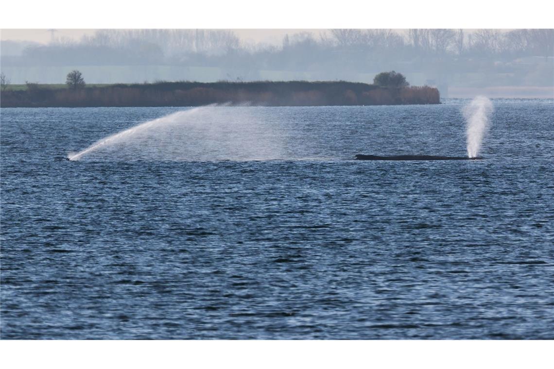 Der Buckelwal liegt am frühen Vormittag noch immer auf einer Sandbank vor der Insel Poel.