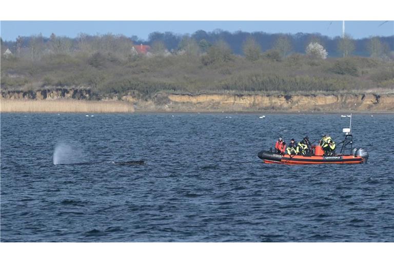 Der Buckelwal liegt am Nachmittag in der Bucht vor Wismar.
