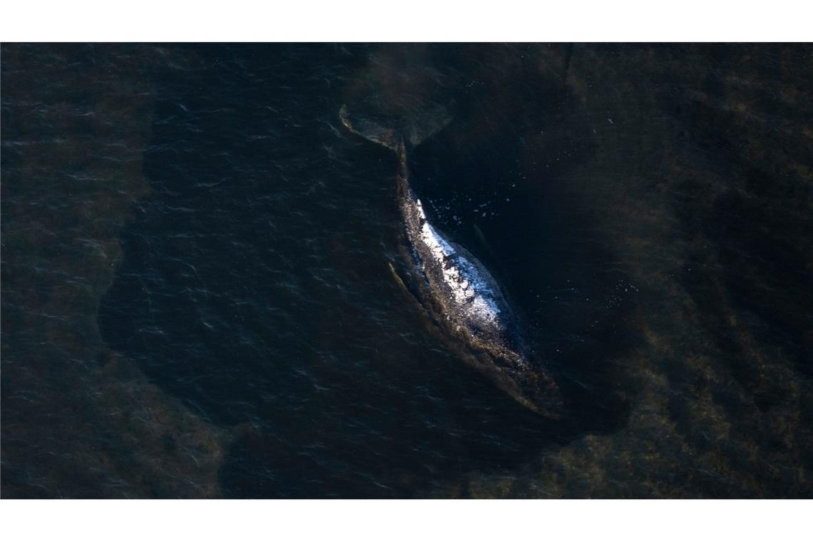 Der Buckelwal liegt in einer ausgespülten Mulde im Wasser vor der Insel Poel (Aufnahme aus einem Flugzeug).