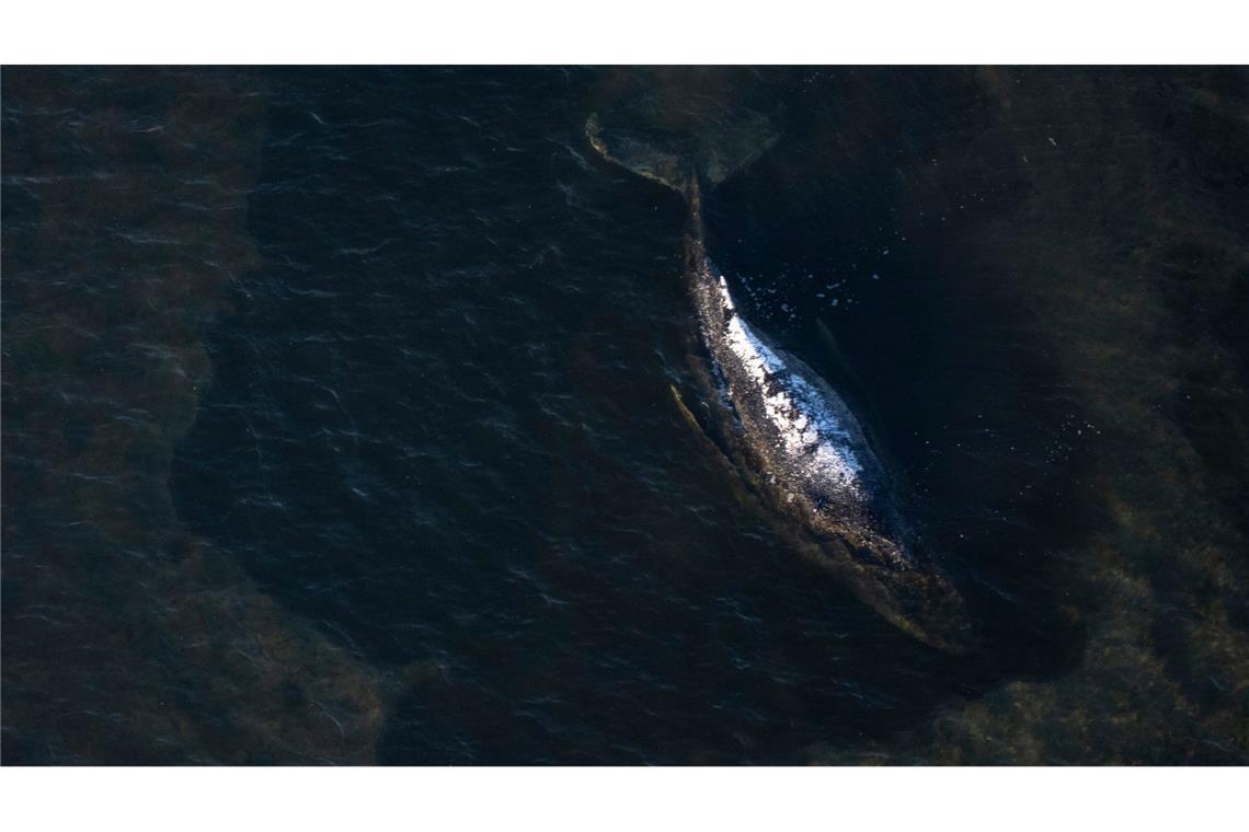 Der Buckelwal liegt in einer ausgespülten Wanne vor der Insel Poel.