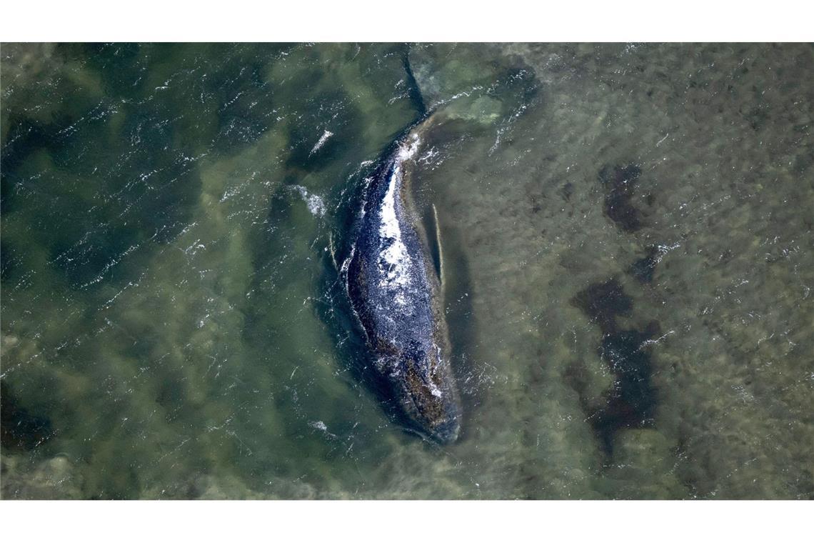 Der Buckelwal liegt in einer freigespülten Kuhle vor der Insel Poel (Archivbild).