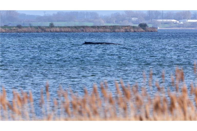 Der Buckelwal liegt  noch immer in vor der Insel Poel fest.