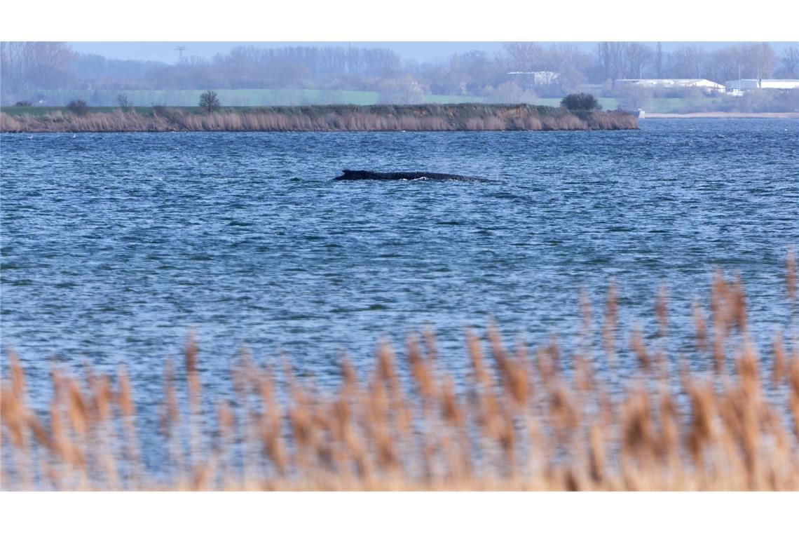 Der Buckelwal liegt  noch immer in vor der Insel Poel fest.