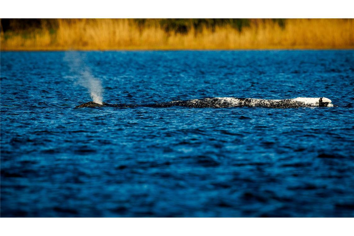 Der Buckelwal liegt unverändert im Flachwasser vor der Insel Poel.