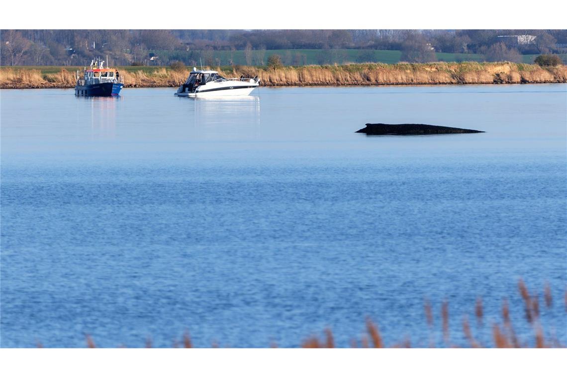 Der Buckelwal sitzt vor Wismar fest.