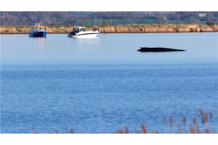 Der Buckelwal sitzt vor Wismar fest.