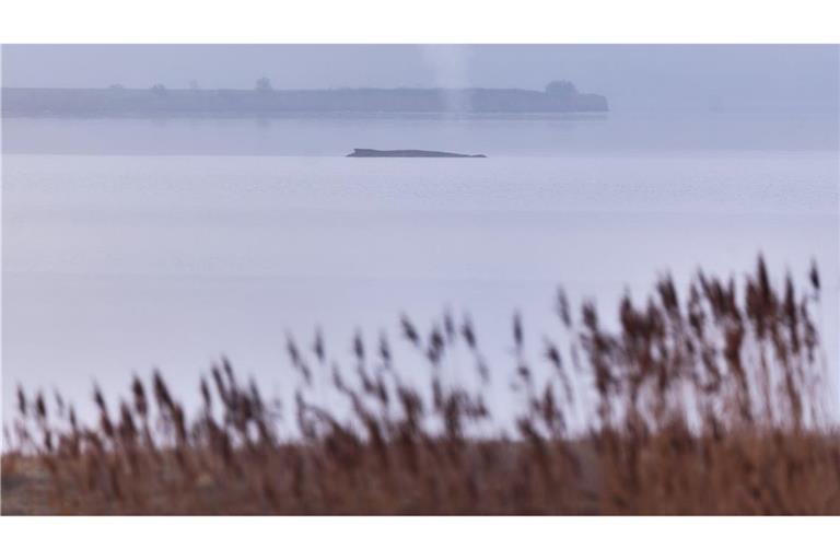 Der Buckelwal soll nun in Ruhe gelassen werden.