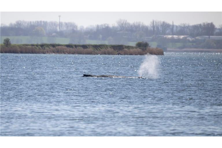 Der Buckelwal Timmy kann vermutlich nicht gerettet werden.