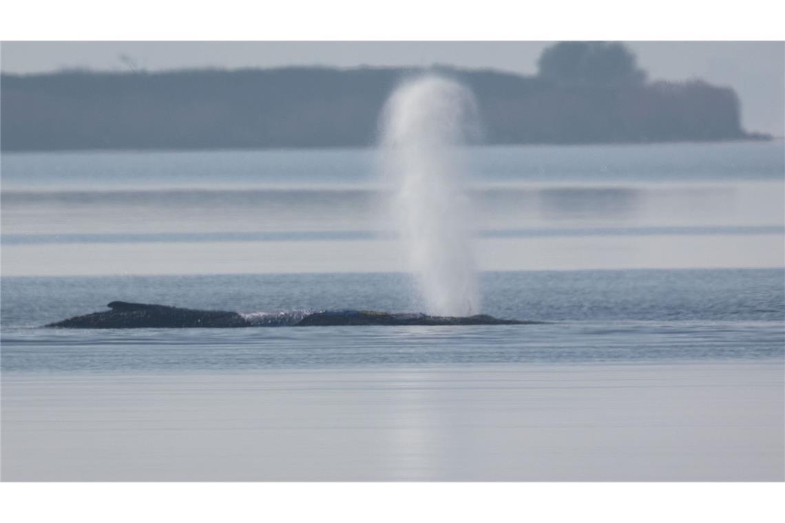 Der Buckelwal vor der Insel Poel bläst Luft aus.