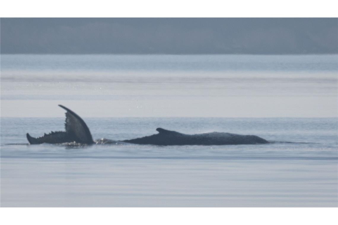 Der Buckelwal vor der Insel Poel schlägt mit seiner Schwanzflosse.