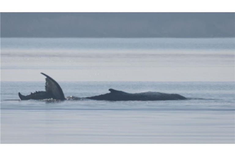 Der Buckelwal vor der Insel Poel schlägt mit seiner Schwanzflosse.