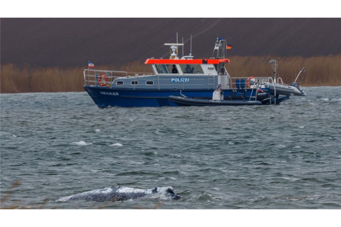 Lenken des Wals von Booten aus wird versucht