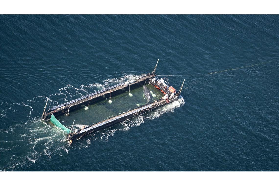 Der Buckelwal war Anfang März erstmals in der Ostsee gesehen worden.