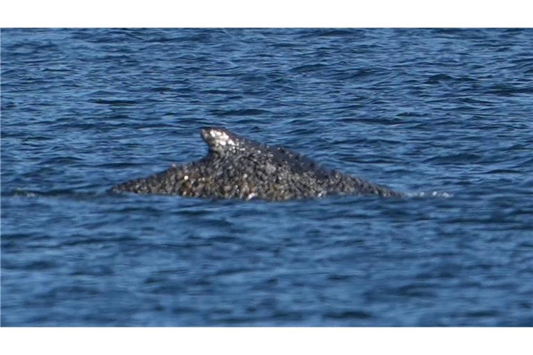 Der Buckelwal war in der Nacht zum Freitag vor Timmendorfer Strand freigekommen. Steckt nun aber wieder fest