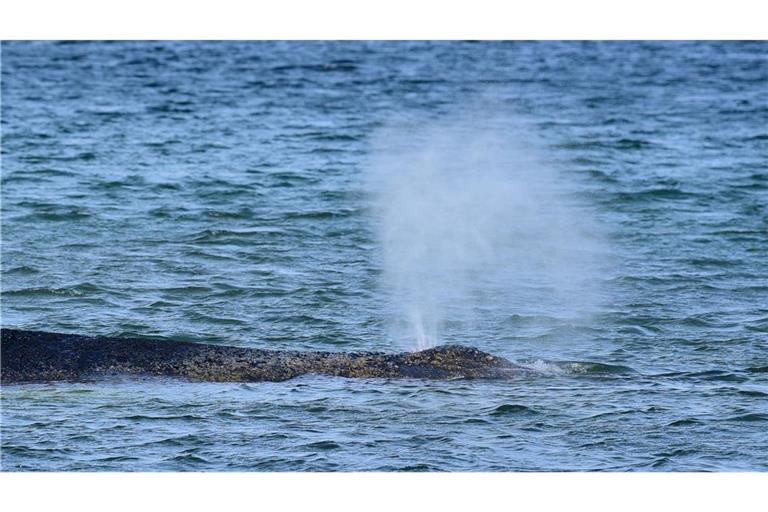 Der Buckelwal war Montagmorgen auf der Sandbank entdeckt worden.