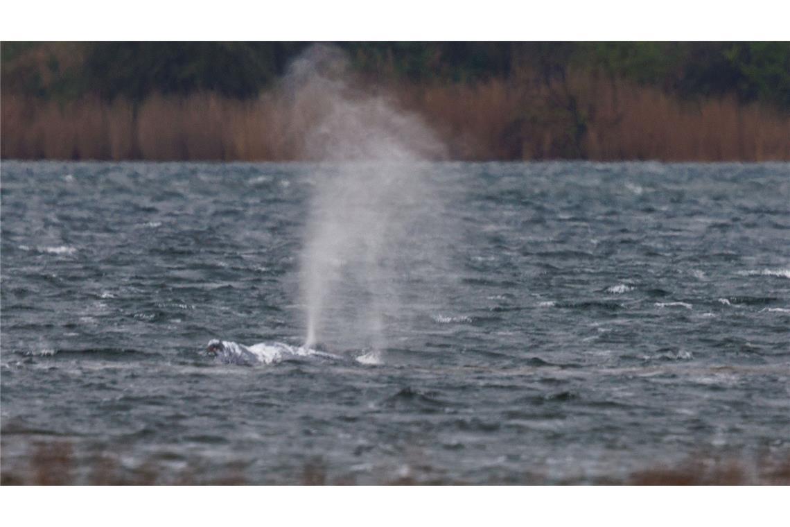 Lenken des Wals von Booten aus wird versucht
