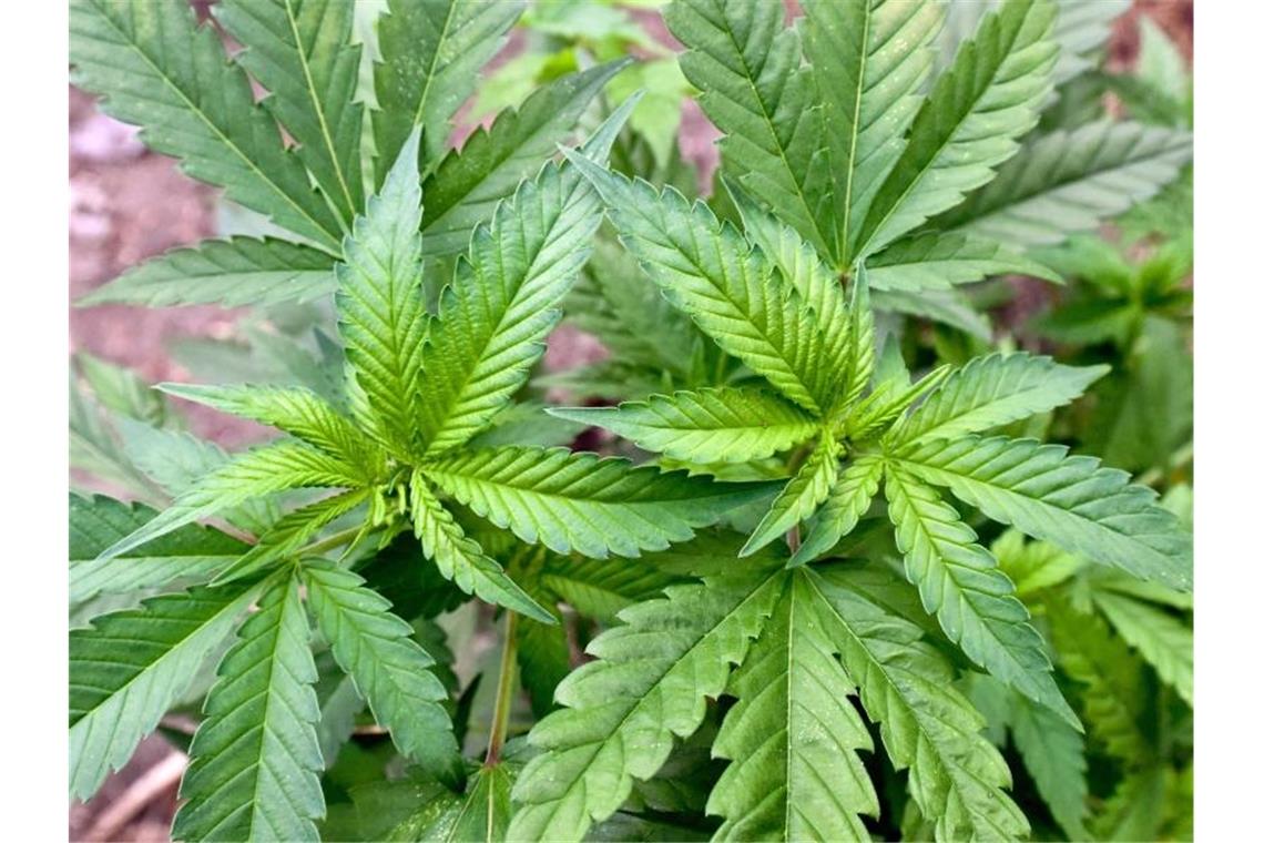 Ampel berät über kontrollierte Cannabis-Abgabe Der Cannabiskonsum bei jungen Erwachsenen ist zuletzt weiter gestiegen. Foto: Patrick Pleul/dpa-Zentralbild/dpa