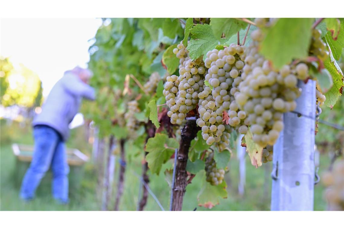 Der Chardonnay-Anbau hat 2025 unter den konventionellen Rebsorten am stärksten zugelegt. (Archivbild)