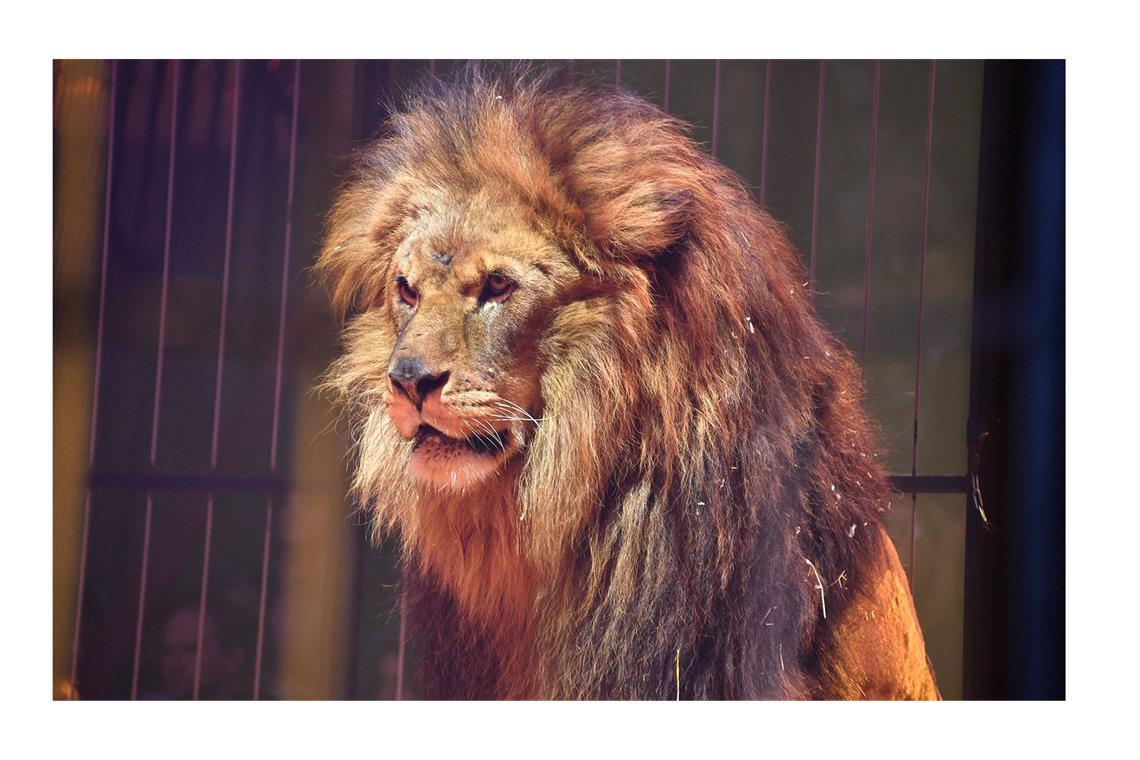 Der Circus Krone steht  immer wieder in der Kritik, ... (Archiv)