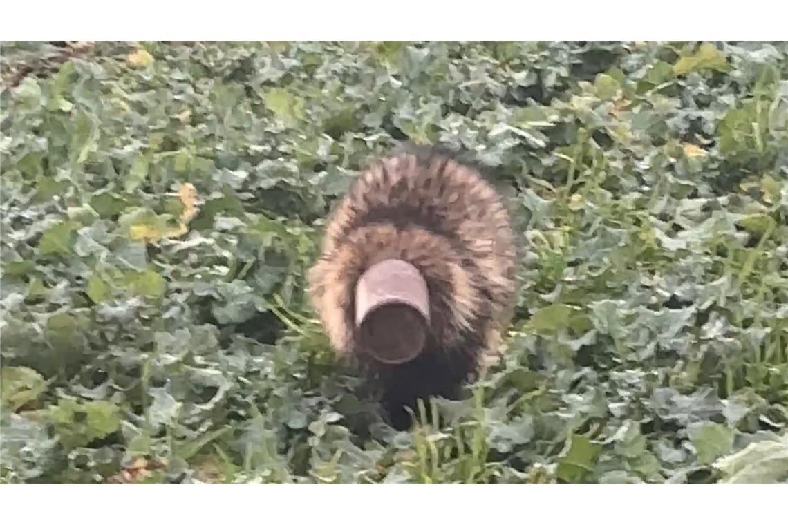 Der Dachs konnte wohlbehalten aus seiner misslichen Lage befreit werden.