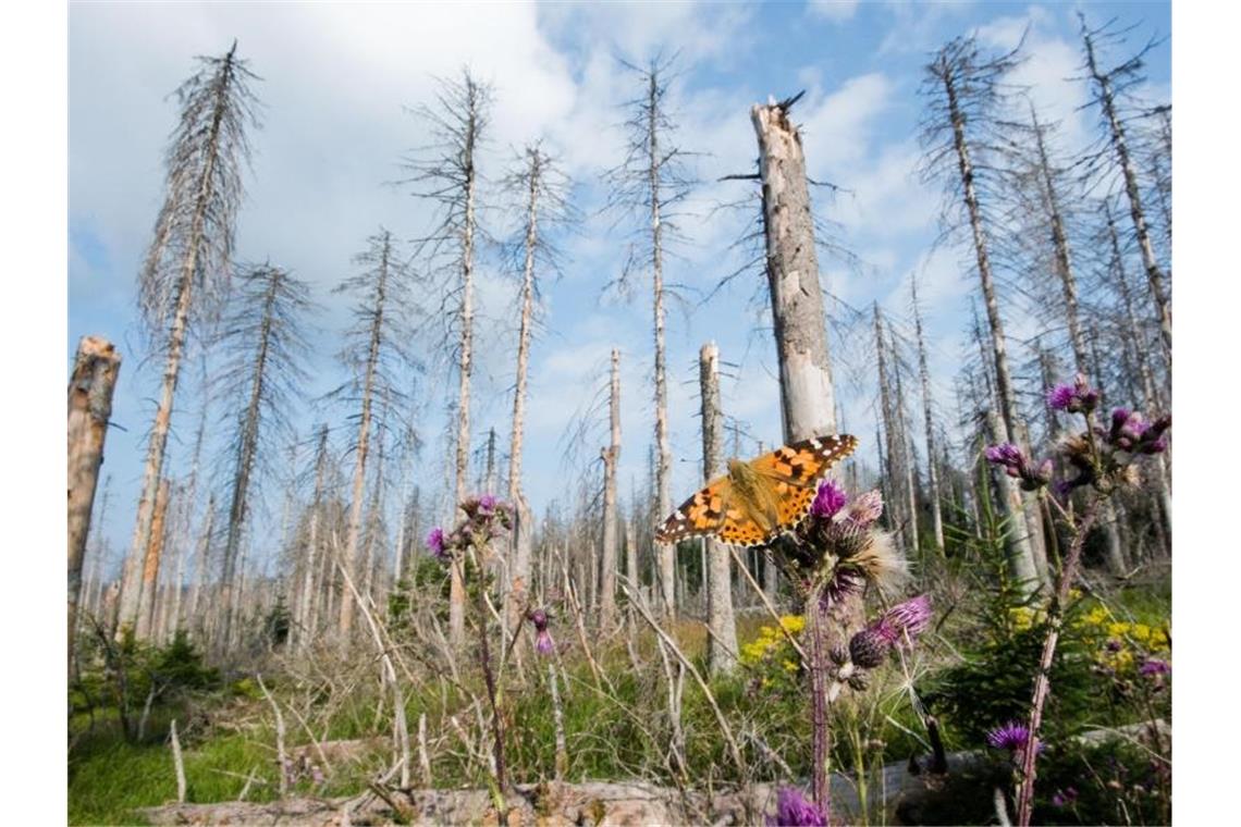 Schon 1,5 Grad mehr: Wie der Klimawandel Deutschland trifft Der deutsche Wald ist durch Dürrejahre zum Patienten geworden. Foto: Julian Stratenschulte/dpa