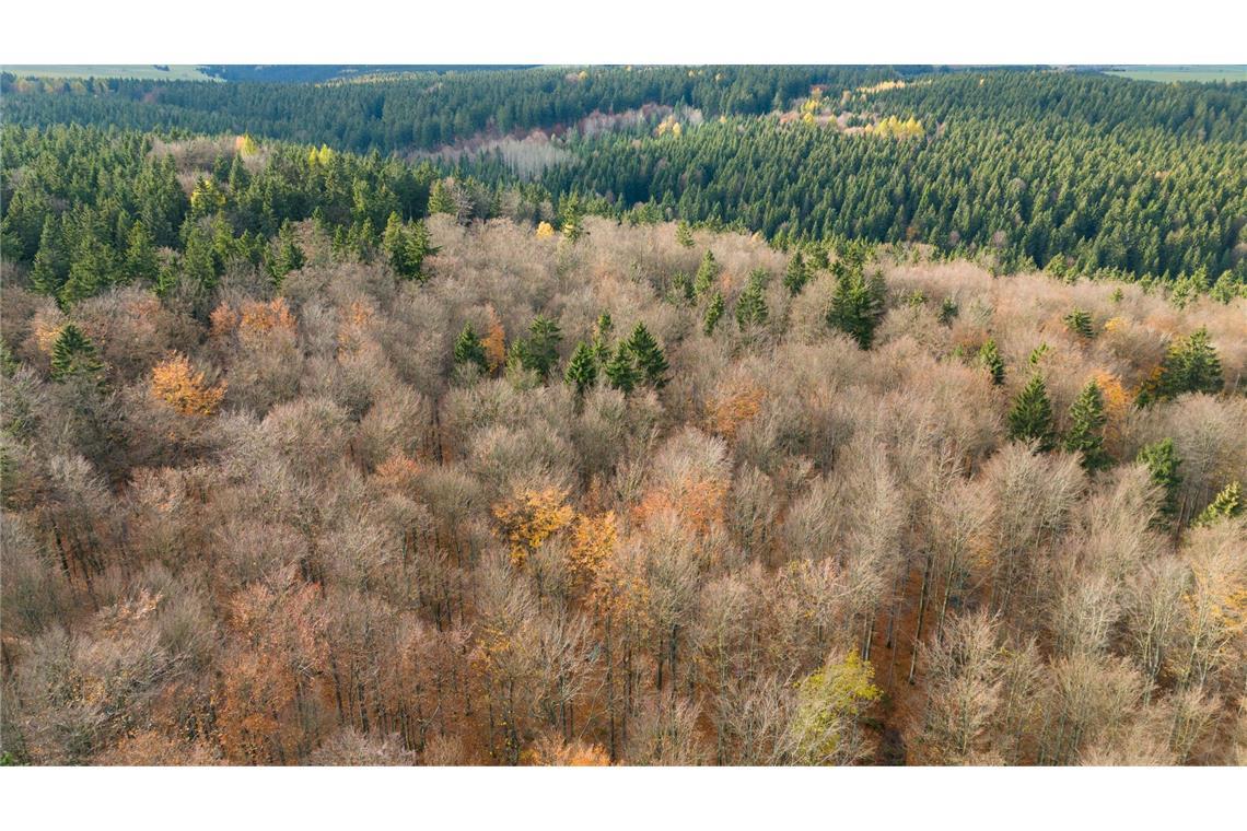 Der deutsche Wald ist zu einer Treibhausgas-Quelle geworden. Das will Bundesumweltminister Carsten Schneider ändern.