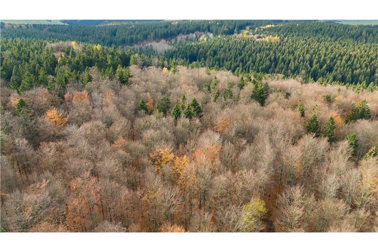 Der deutsche Wald ist zu einer Treibhausgas-Quelle geworden. Das will Bundesumweltminister Carsten Schneider ändern.