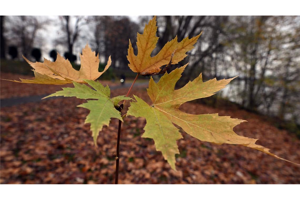 Der Deutsche Wetterdienst gibt seine Bilanz für den Herbst bekannt. (Symbolbild)
