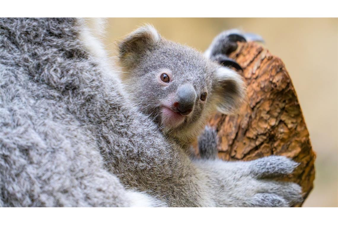 Koala-Baby im Duisburger Zoo heißt Yoorana Der Duisburger Zoo ist bekannt für seine Koala-Haltung.