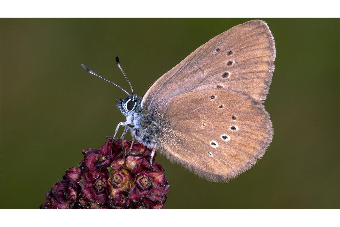 Der Dunkle Wiesenknopf-Ameisenbläuling ist der "Schmetterling des Jahres" 2026 .