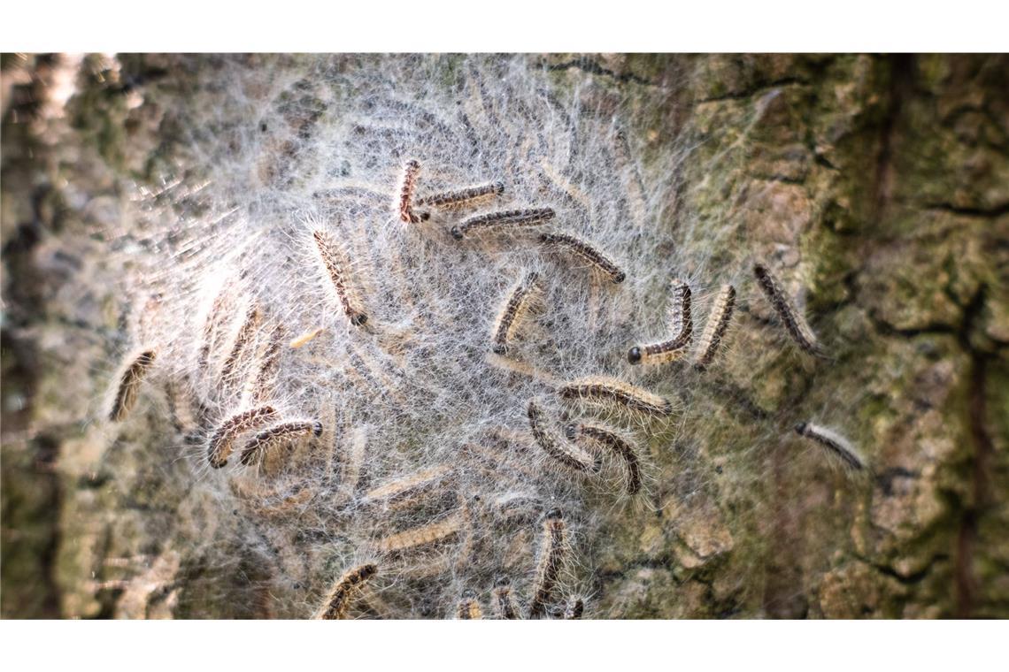 Eichen-Prozessionsspinner im Garten: Was ist zu tun? Der Eichen-Prozessionsspinner ist ein Schmetterling aus der Familie der Zahnspinner. Die Brennhaare der Raupe können beim Menschen eine Raupendermatitis auslösen.