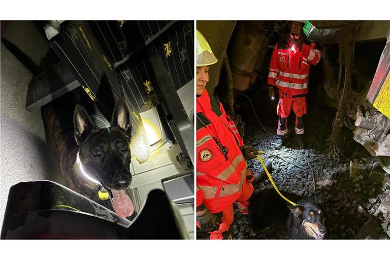 Der Einsatz in den völlig zerstörten Triebwägen ist für die Tiere nicht ungefährlich.