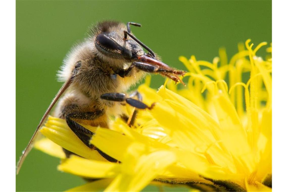 Glyphosat-Verbote treten demnächst in Kraft Der Einsatz von Pestiziden in der Landwirtschaft wird zum Schutz bedrohter Insekten weiter eingeschränkt. Foto: Sebastian Gollnow/dpa