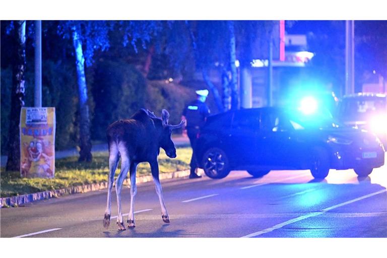 Der Elch hält Polizei und Medien auf Trab.