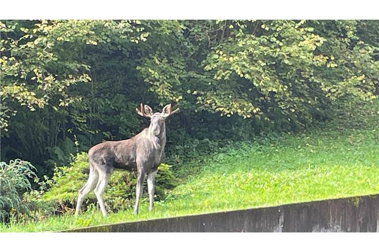 Der Elch unbekannter Herkunft wurde in den vergangenen Tagen im Schwarzwald gesichtet.