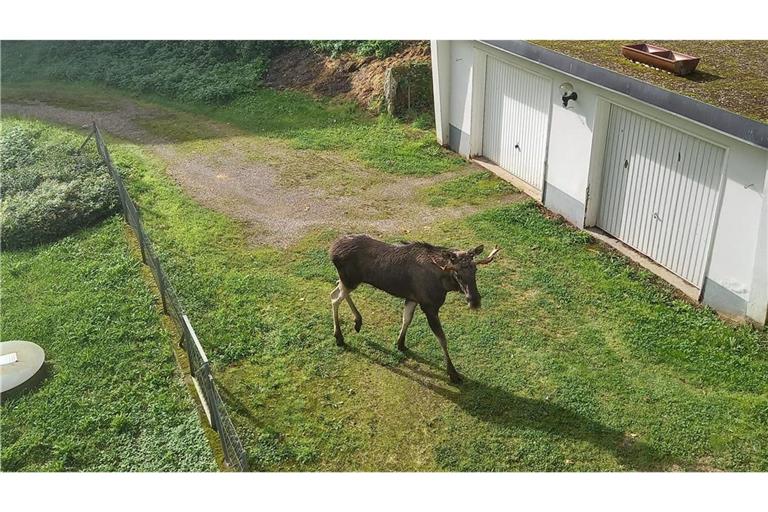Der Elch wurde im Schwarzwald gesichtet.