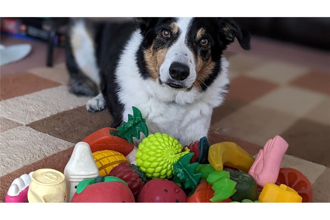 Der elf Jahre alte Border Collie-Rüde Bryn aus Großbritannien kennt die Namen von etwa 100 Spielzeugen.