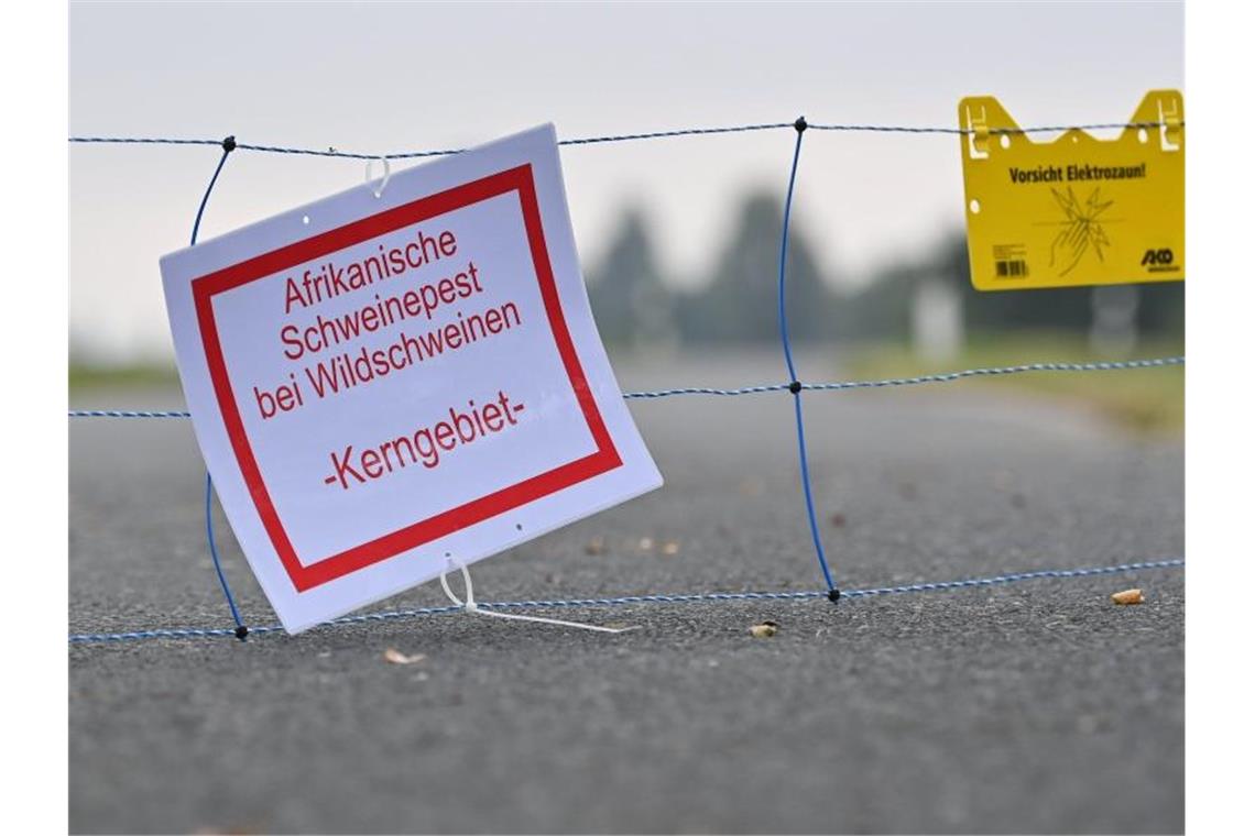 Der erste Fall der für Menschen ungefährlichen Tierseuche in Deutschland war am 10. September bestätigt worden - bei einem toten Wildschwein in Brandenburg. Foto: Patrick Pleul/dpa-Zentralbild/dpa