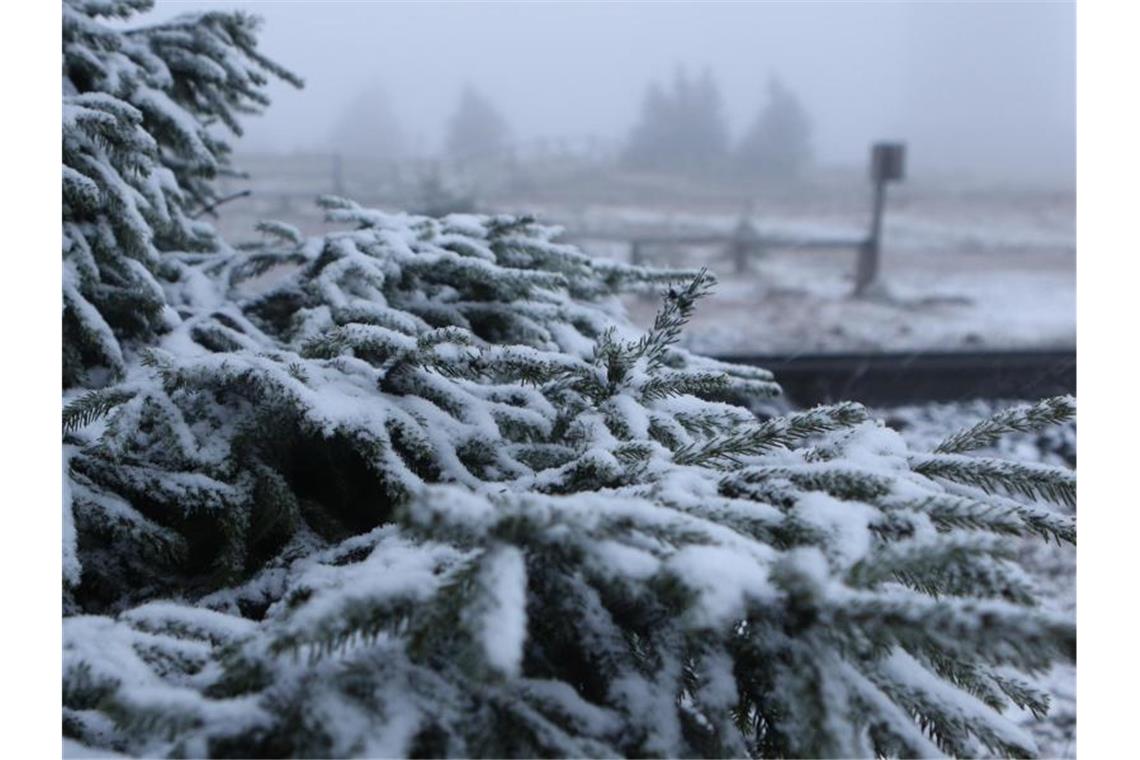 Ungemütlicher Wochenstart mit Neuschnee und Windböen Der erste Schneeschauer liegt auf Tannenzweigen. Foto: Matthias Bein/zb/dpa/Archivbild