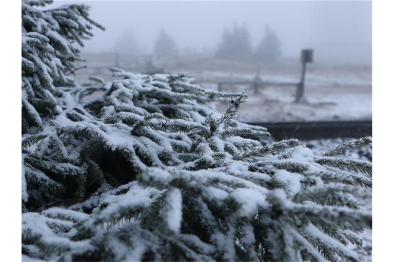 Der erste Schneeschauer liegt auf Tannenzweigen. Foto: Matthias Bein/zb/dpa/Archivbild