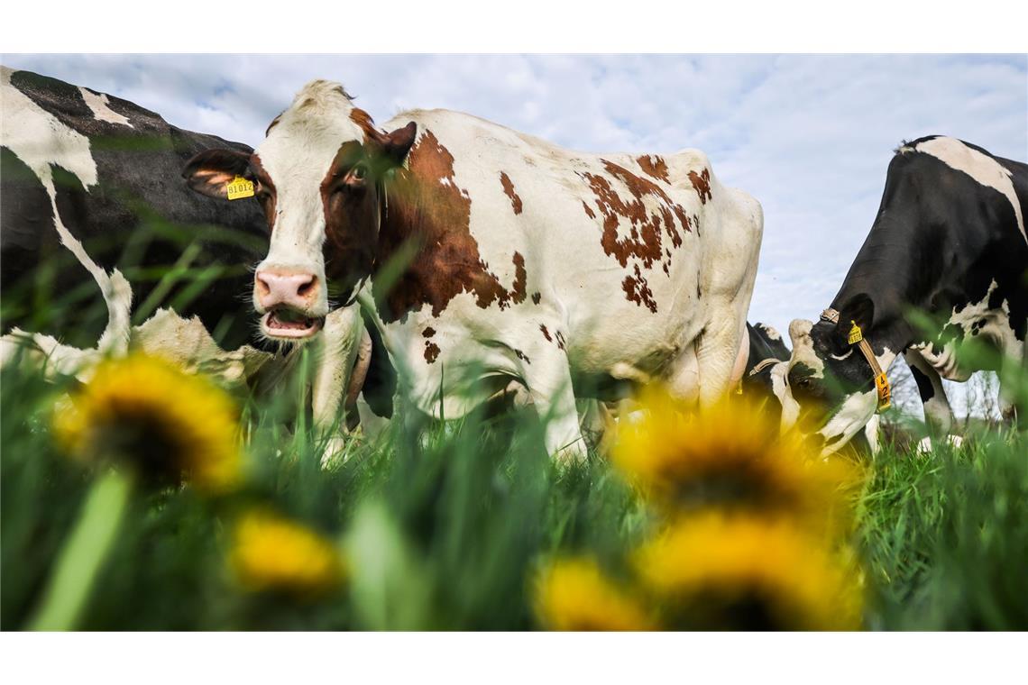 Der erste Weidegang im Jahr: Milchkühe stehen auf der Wiese und grasen.